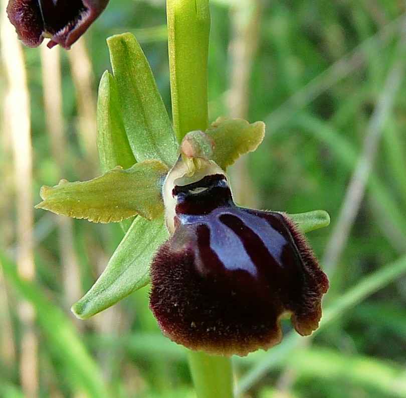 Ophrys Garganica